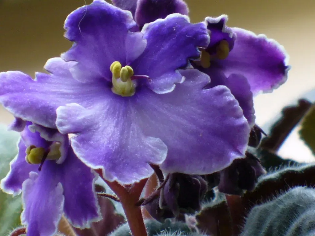 African Violet: The Colorful Bloomer (Image Credits: Flickr)