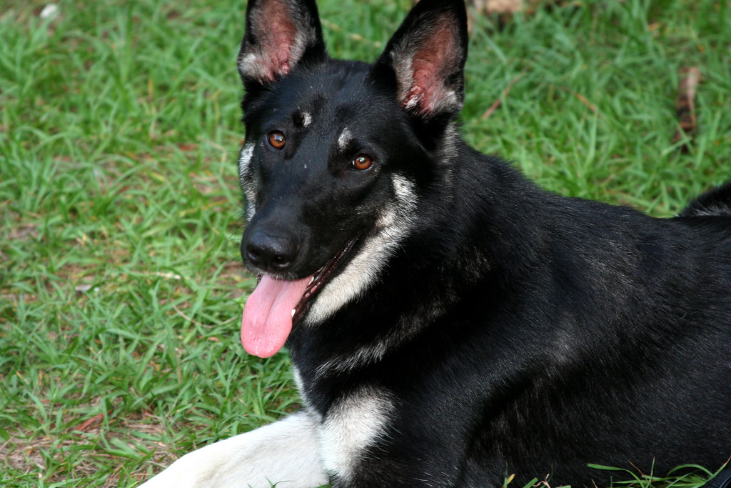 Cancer: The Nurturing Home Guardian (Image Credits: Flickr)