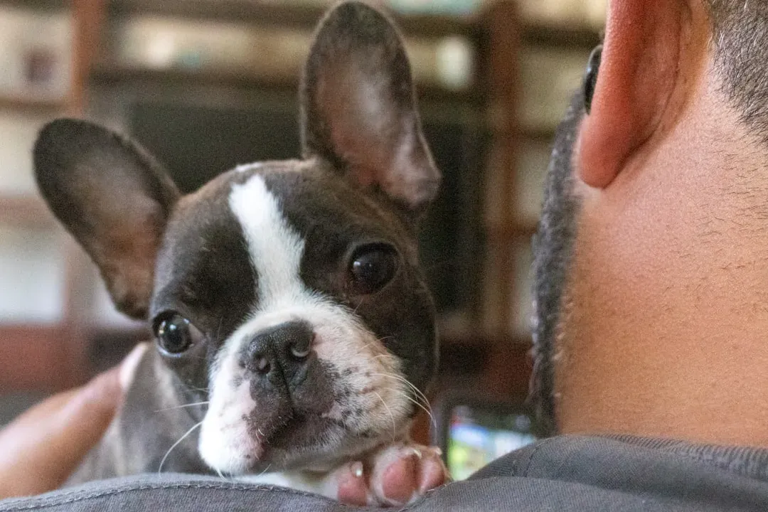 French Bulldog (Image Credits: Unsplash)
