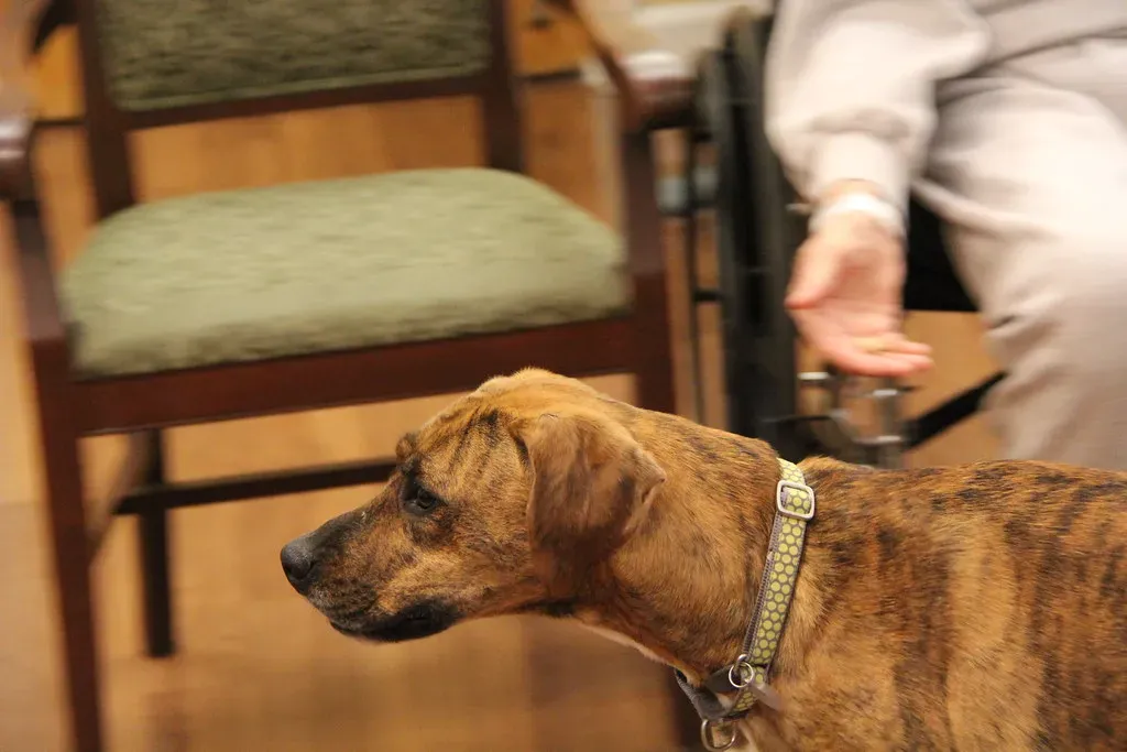 6. Plott Hound: Pennsylvania's Wilderness Tracker (Gamma Man, Flickr, CC BY 2.0)