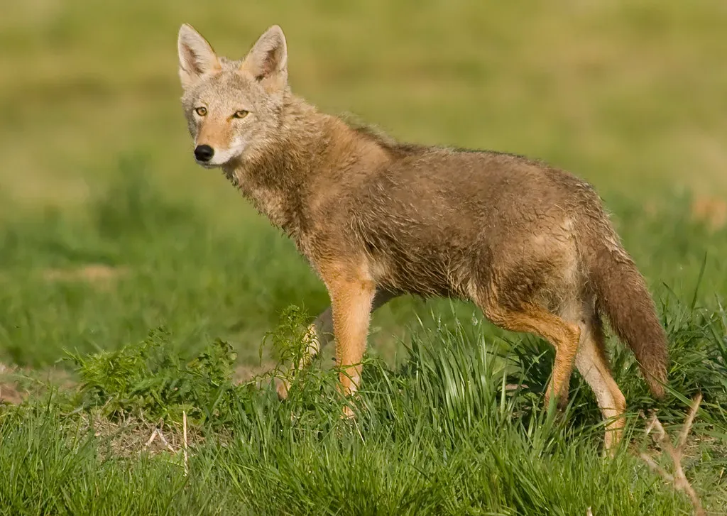 Conclusion: The Unstoppable Coyote (USFWS Mountain Prairie, Flickr, CC BY 2.0)