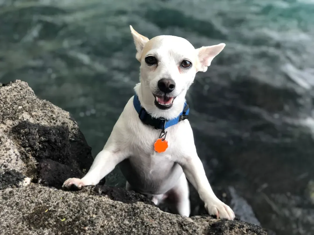 Hawaii: Quarantine Laws and High Costs (Image Credits: Unsplash)
