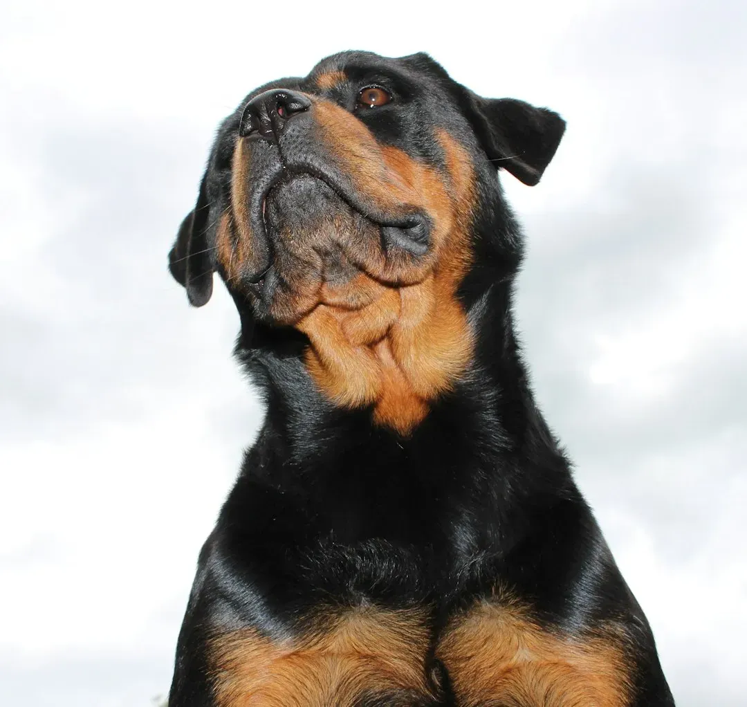 Ears Forward, Eyes Locked: The Alert Posture (Image Credits: Unsplash)