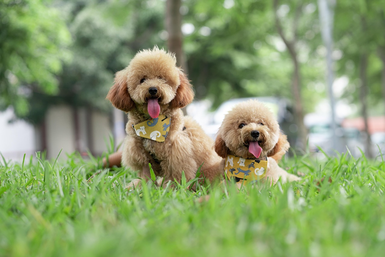Gemini: Toy Poodle (Image Credits: Pixabay)