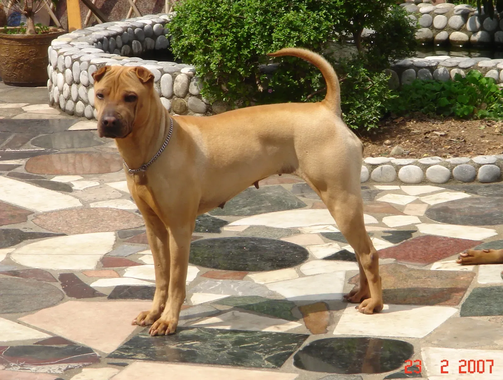 Scorpio: The Mysterious Shar Pei (No machine-readable source provided. Own work assumed (based on copyright claims)., Public domain)