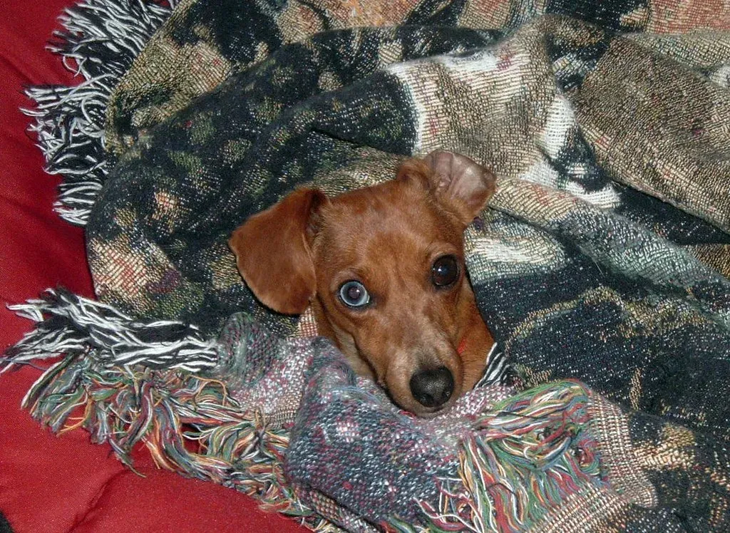 Breeds with a Burrowing Heritage (lashmitj, Flickr, CC BY 2.0)