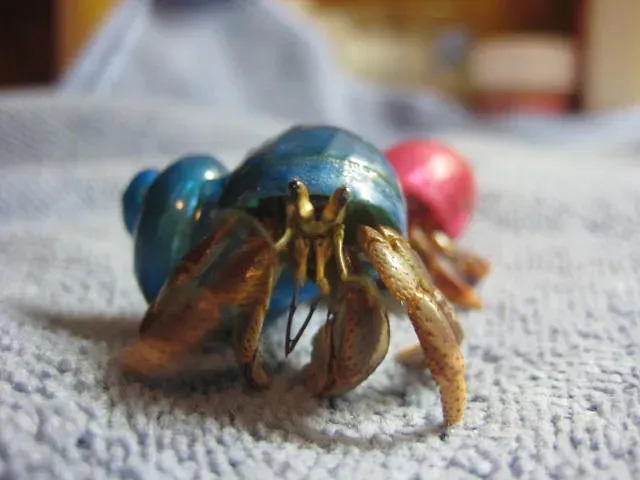#11. Hermit Crabs (jessica.diamond, Flickr, CC BY-SA 2.0)