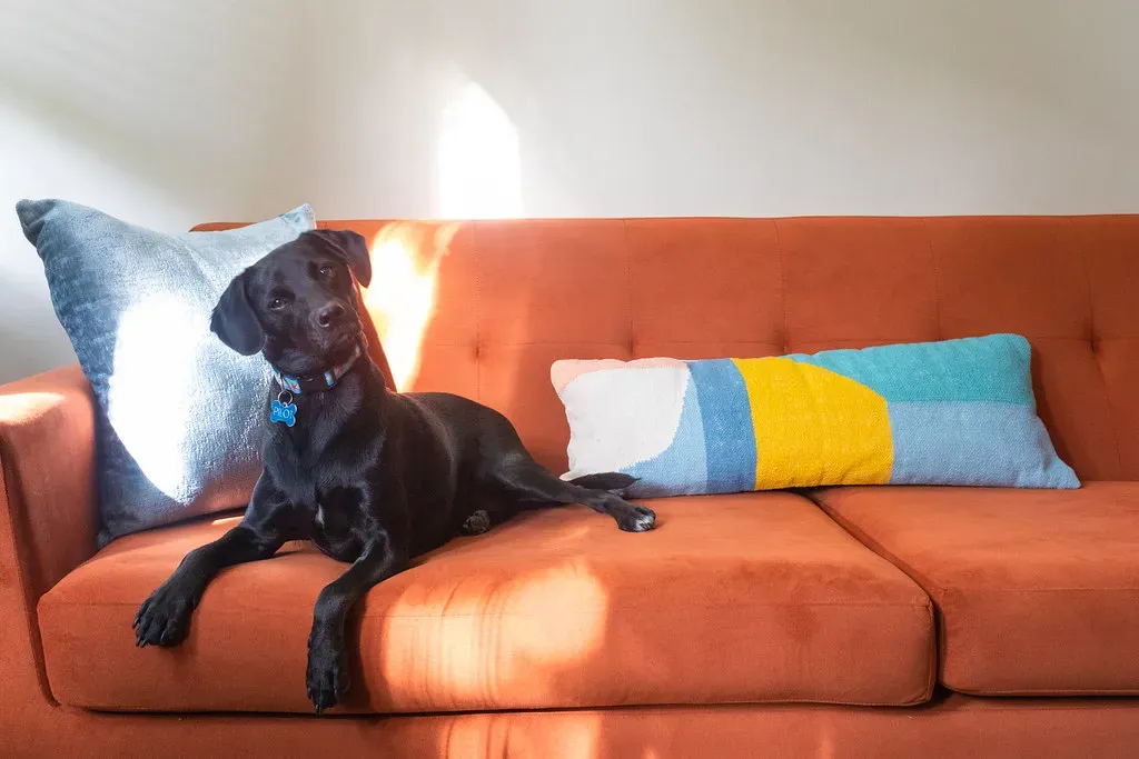 The Labrador Retriever: Universal Friend (Image Credits: Flickr)