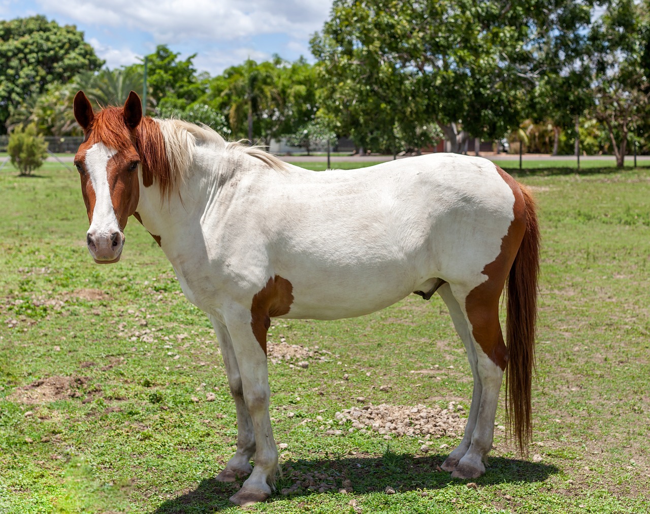 Paint Horse: The Colorful Gentle Giant (Image Credits: Pixabay)