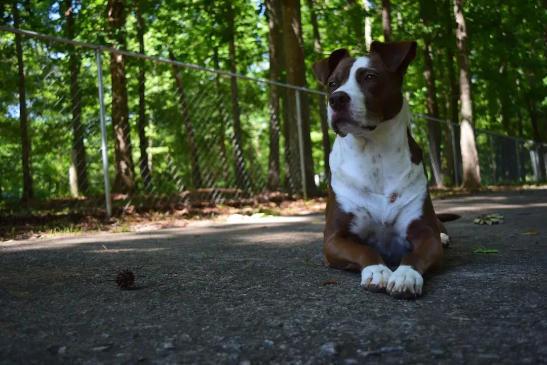 #2 - They Develop Shockingly Polite "Waiting" Habits (Image Credits: Unsplash)