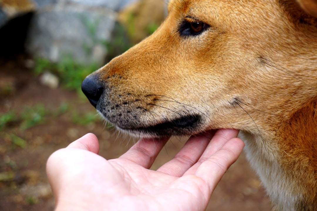 Touch as the Primary Language of Dogs (Image Credits: Unsplash)