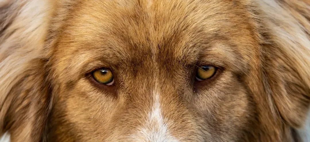 4. A Bit of Cloudiness in the Eyes: When It Looks Scary but Isn’t Always Dangerous (Image Credits: Unsplash)