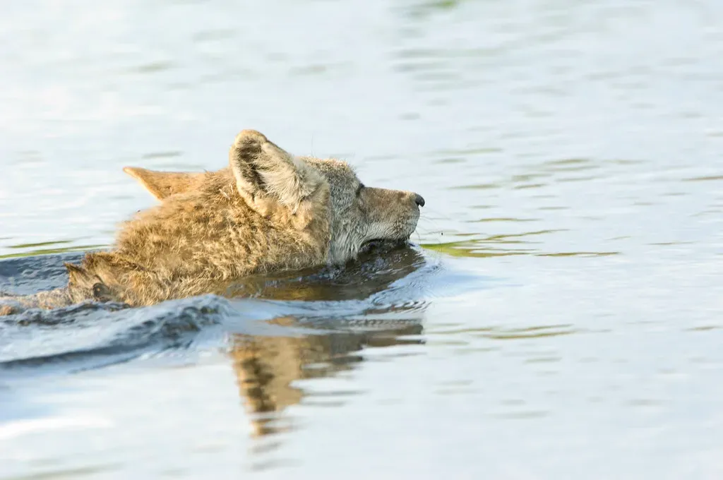 A Swim That Should Have Been Impossible (Image Credits: Flickr)