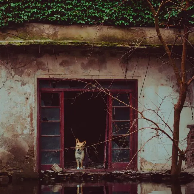 The Door Is Not Just a Door: How Dogs Learn What Matters (Image Credits: Pexels)