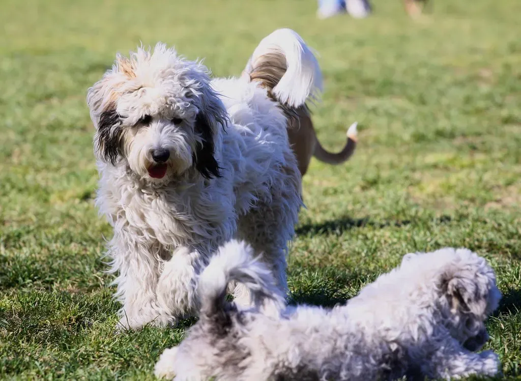 They Check In With You During Off-Leash Time (channone, Flickr, CC BY 2.0)