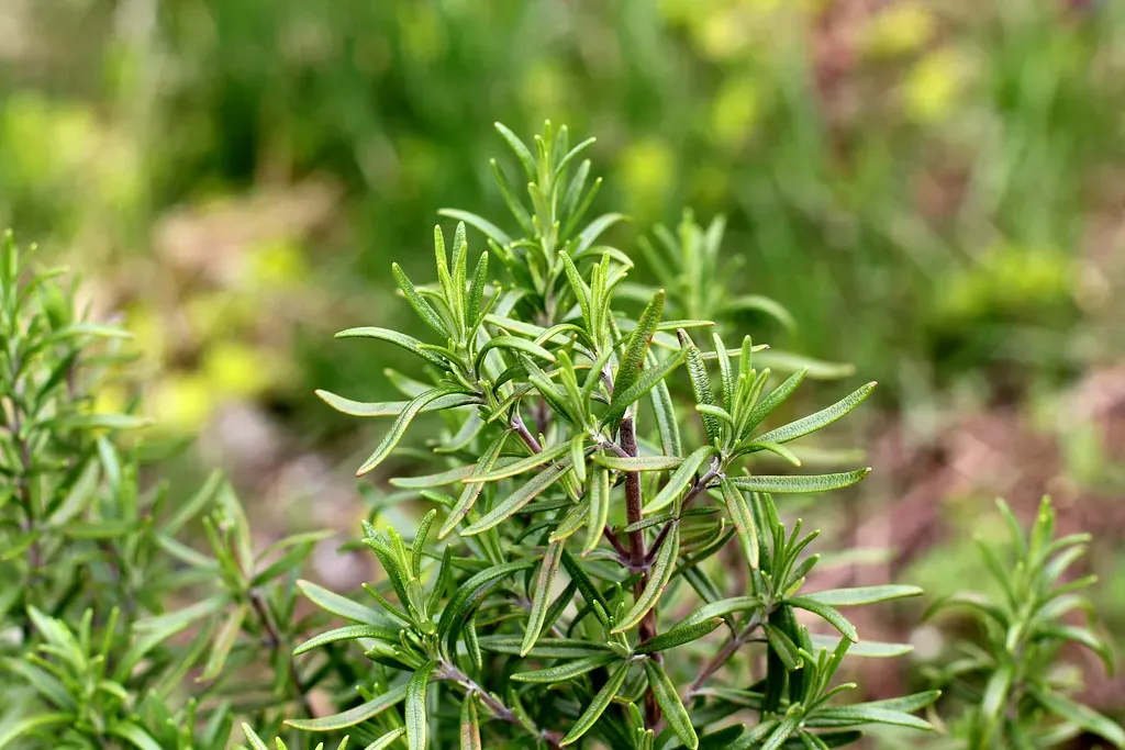 Rosemary: The Fragrant Herb (Image Credits: Flickr)