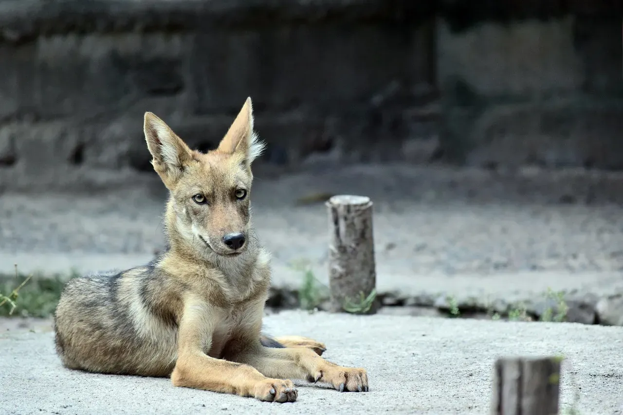 The Coyote: The Street-Smart Survivor (Image Credits: Pixabay)