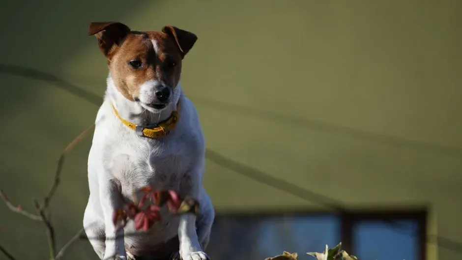7. Jack Russell Terrier (and Similar Terriers): Tiny Body, Firecracker Energy (Image Credits: Pexels)
