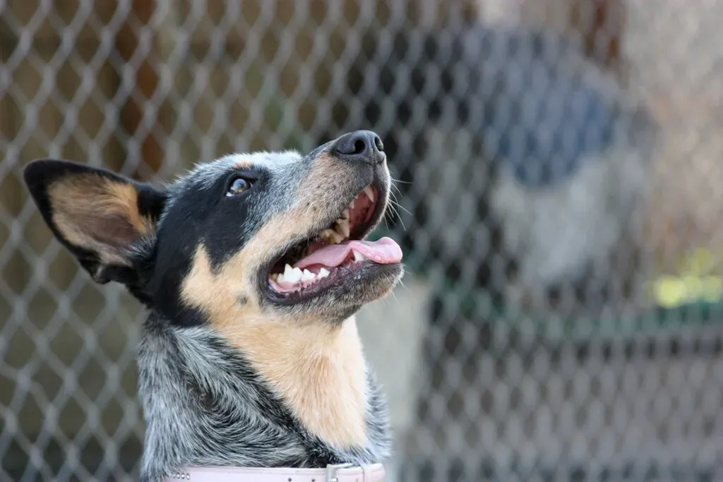 Now the Other Side: 5 Breeds Fire Signs Should Think Twice About (Jeremiah Ro, Flickr, CC BY-SA 2.0)