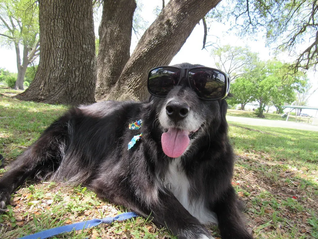 My Take: A Dog’s Paw Is Powerful - But Your Choices Still Matter Most (lasjuly, Flickr, CC BY 2.0)