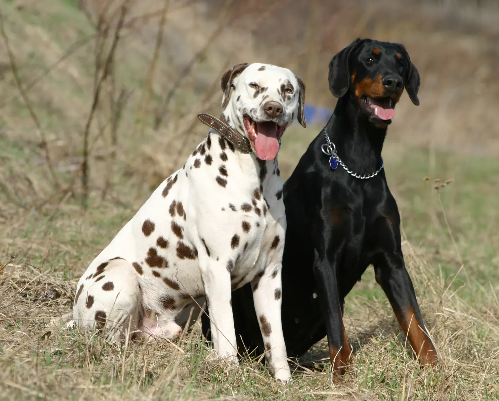 Aquarius: The Unique Dalmatian (author Miro Cacik, Copyrighted free use)