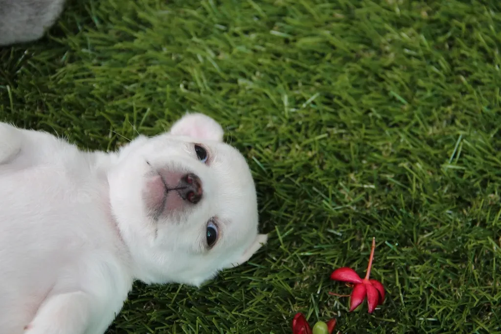 They Might Be Showing Trust and Relaxation (Image Credits: Rawpixel)
