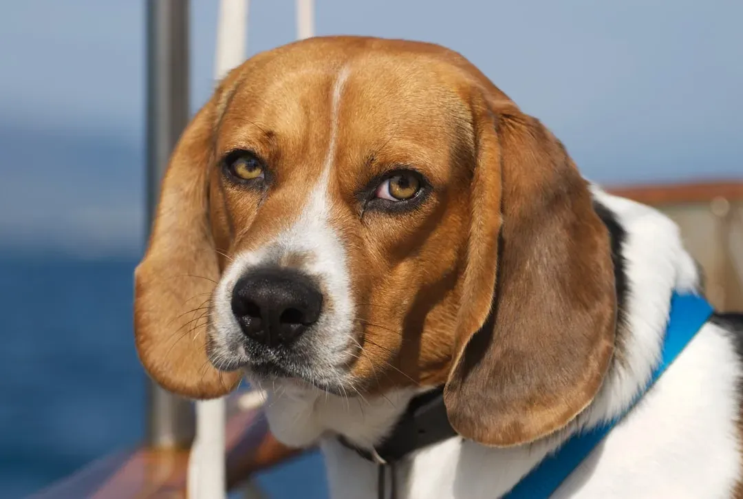 Beagle: Friendly, Adaptable, and Easy (Image Credits: Unsplash)