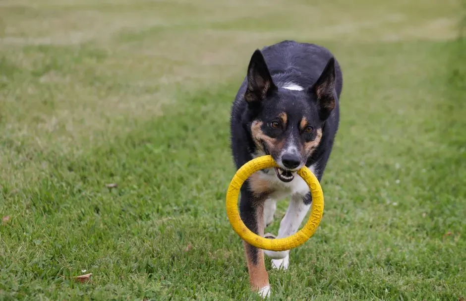 Why This Changes How We View Our Pets (Image Credits: Pexels)