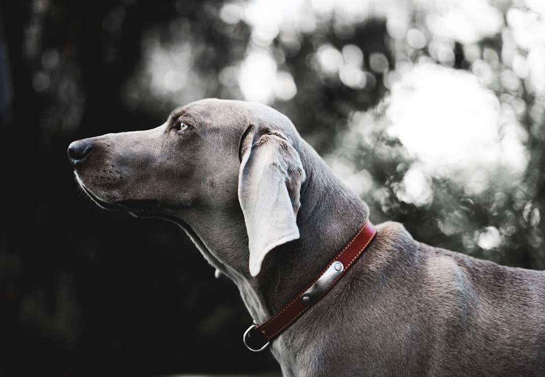 Greyhounds - Gentle Giants of Comfort (Image Credits: Unsplash)