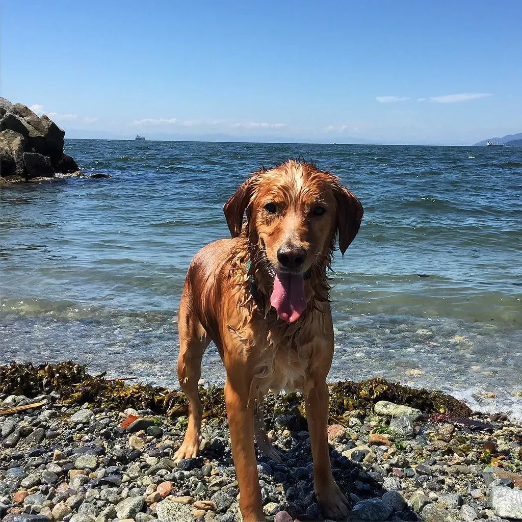 #23 - Acting Like Their Dog's Instagram Is "Just for Fun" When It's Actually Curated (danpeerflix, Flickr, CC BY 2.0)
