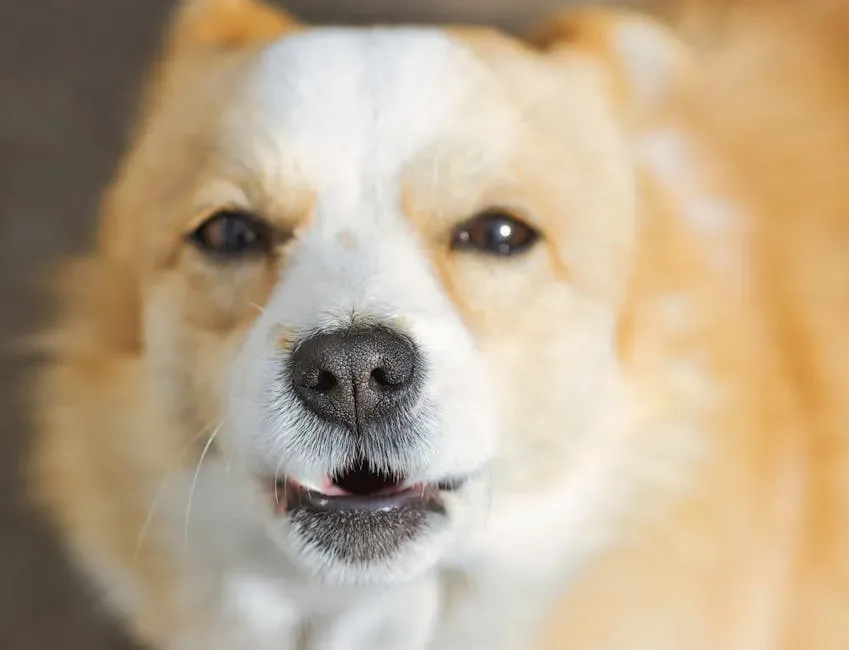 #8: Whining or Barking the Moment You Leave the Room (Image Credits: Pexels)