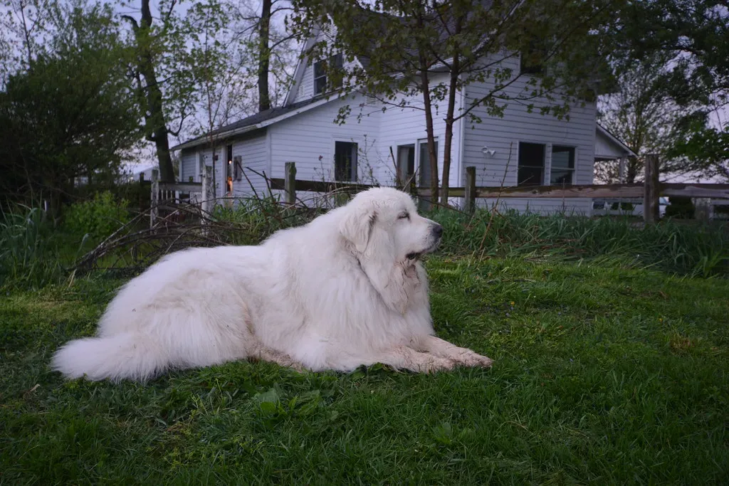1. Great Pyrenees: Idaho's Most Beloved White Guardian (Aiko, Thomas & Juliette+Isaac, Flickr, CC BY 2.0)