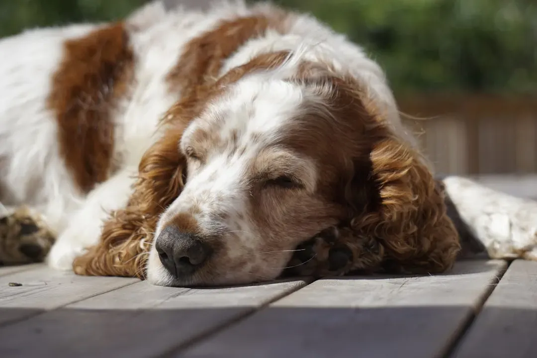 How Your Dog's Day Shapes the Quality of Their Sleep (Image Credits: Unsplash)