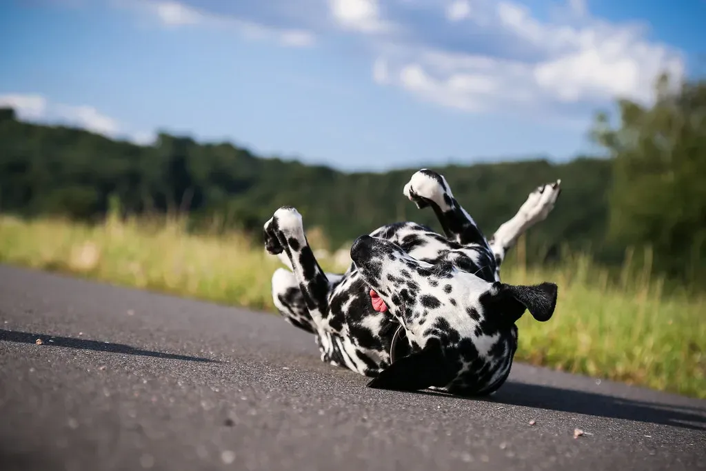 Dalmatian: The Endurance Runner (Image Credits: Flickr)