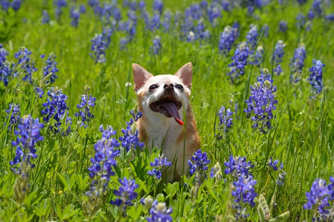 5. Chihuahua: Small Dog, Big Texan Heart (Image Credits: Unsplash)