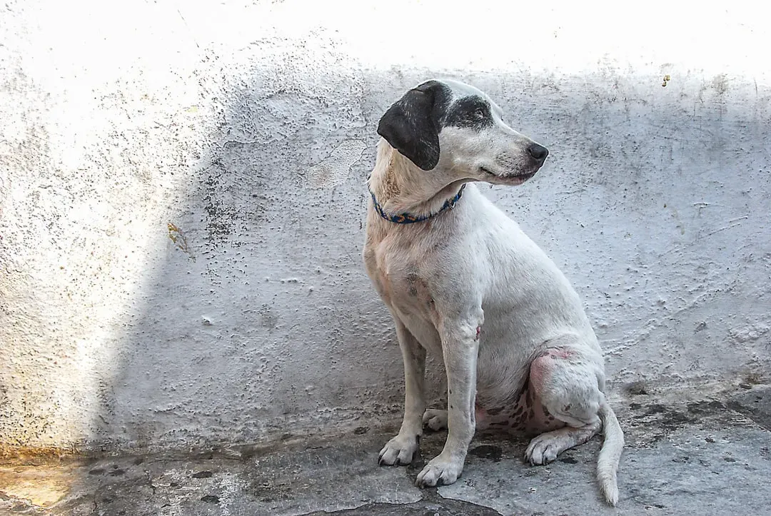 #18 - Treating Them Like Décor Instead Of A Sentient Family Member (Image Credits: Unsplash)