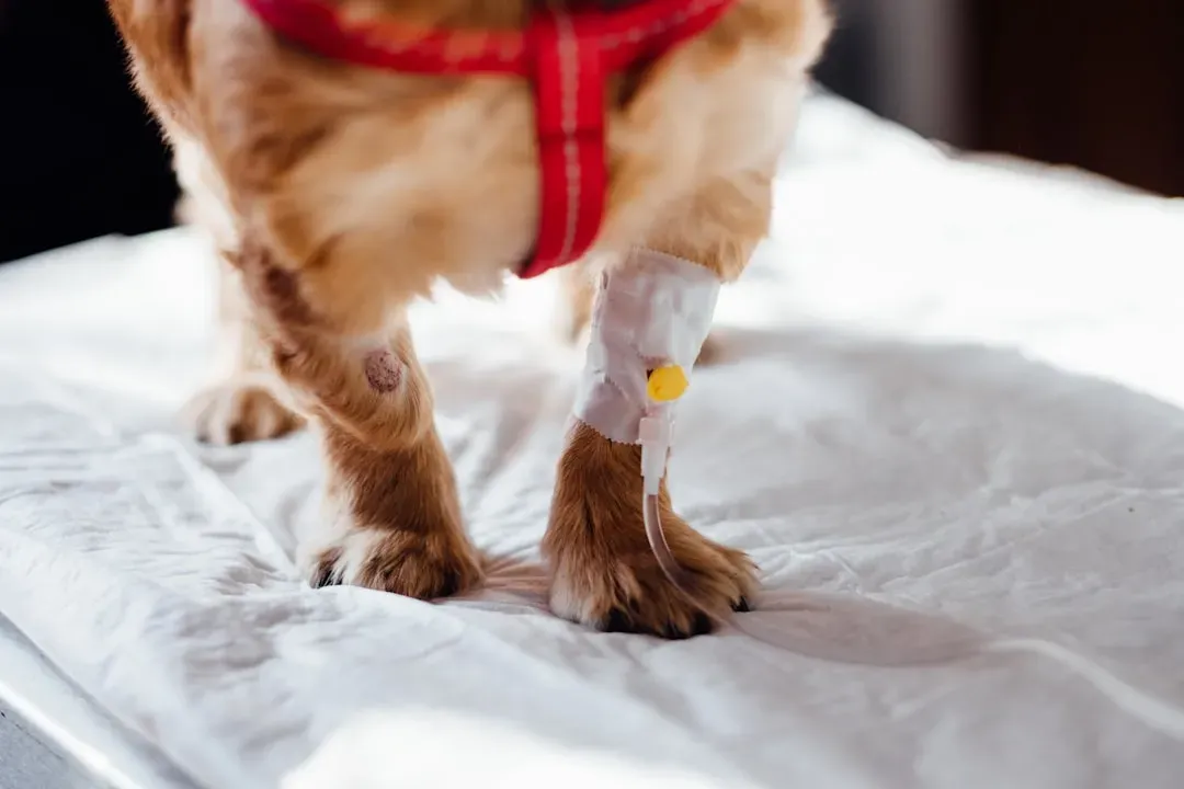 #13 Tiny Scar Tissue Knots from Old Injuries or Surgeries (Image Credits: Unsplash)