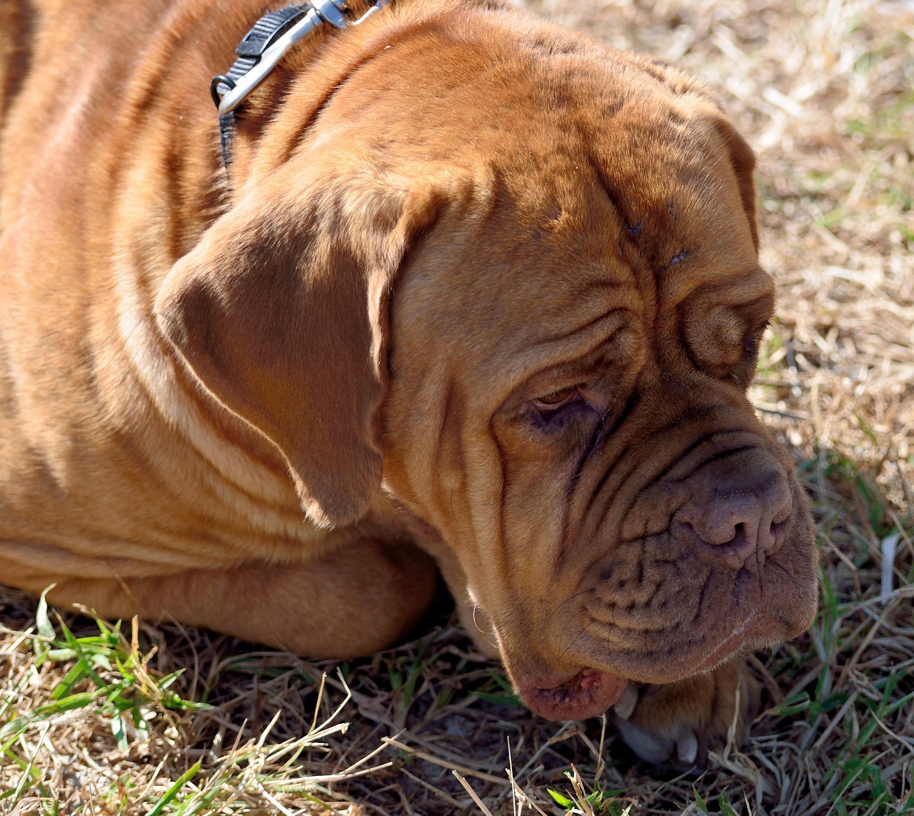 Who's Most at Risk for Developing Separation Anxiety (Image Credits: Pixabay)