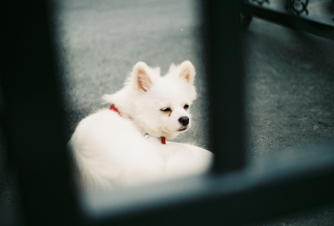 Misinterpreting Normal Puppy Behavior as Spite or Revenge (Image Credits: Unsplash)