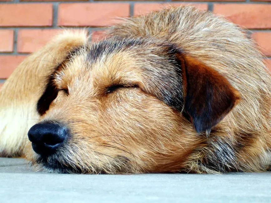 #3 - Wake-Up Times Change Their Whole Internal Clock (Image Credits: Pexels)