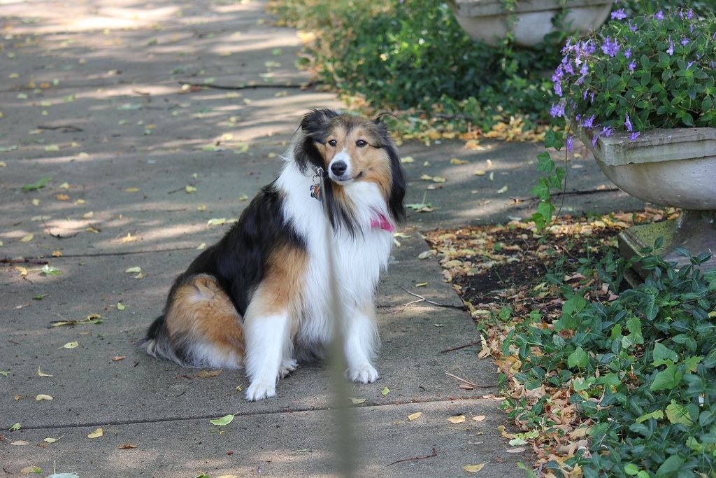 Hydrangeas: Beautiful but Betraying (Image Credits: Flickr)