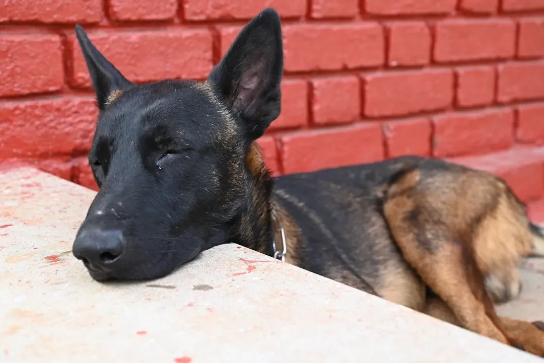 The Belgian Malinois: Built for Every Sensory Signal Nature Throws (Image Credits: Unsplash)
