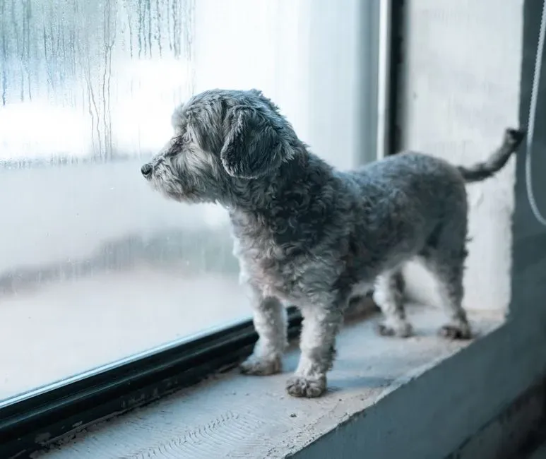 The Window as a Symbol of Hope and Waiting (Image Credits: Pexels)
