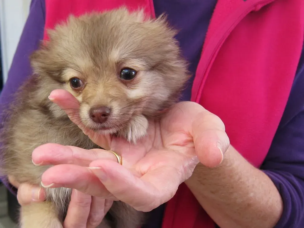 Your Pups Will Thank You (Image Credits: Flickr)