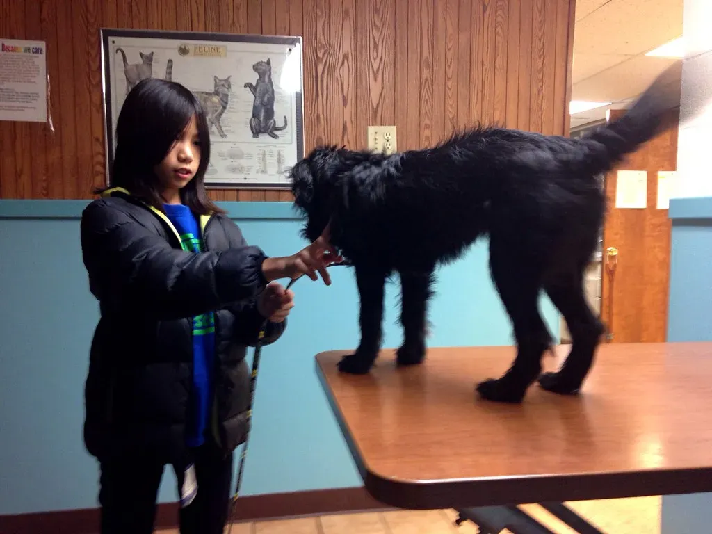 Understanding the Health Risks and When to See a Vet (Image Credits: Flickr)