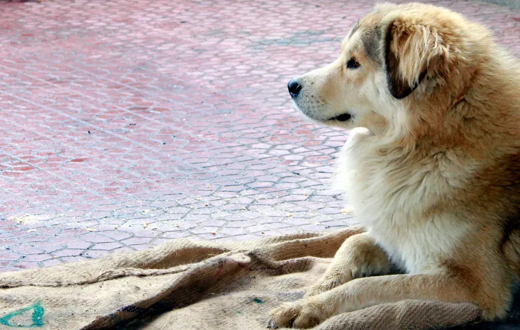 #10. They Guard You, Not Just the House (_paVan_, Flickr, CC BY 2.0)