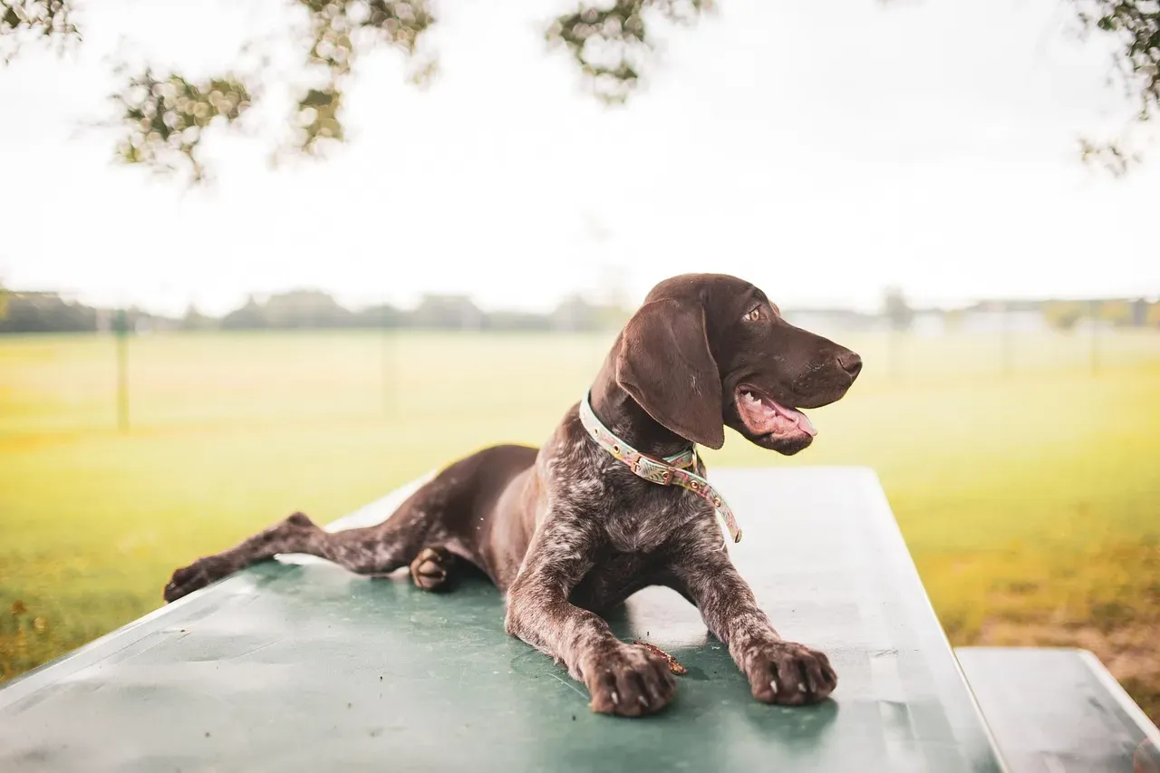 3. German Shorthaired Pointer (Image Credits: Pixabay)