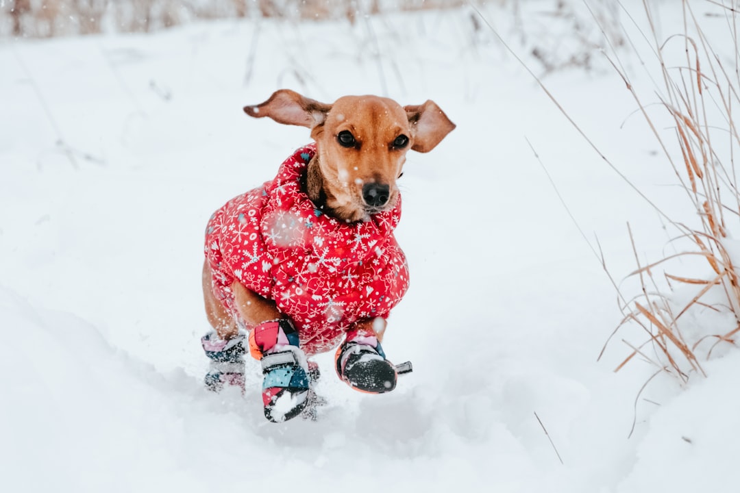 Winter Hazards to Watch Out For (Image Credits: Unsplash)