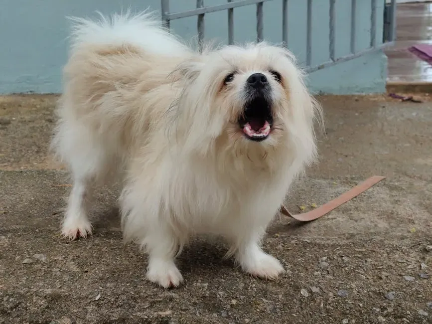 7. Increased Vocalization: Whining, Crying, or Barking (Image Credits: Pexels)