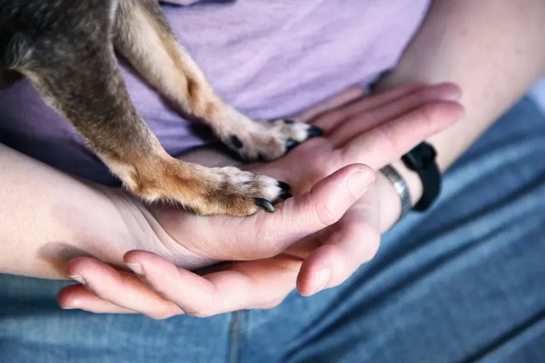 #7 - How Much Physical Handling the Dog Gets at Home (Image Credits: Unsplash)